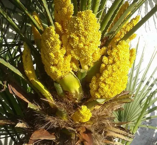 House Kapetan Nono * Drače